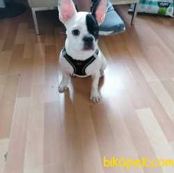 Dünyalar Güzeli Tek Maskeli French Bulldog 2