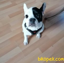 Dünyalar Güzeli Tek Maskeli French Bulldog 1
