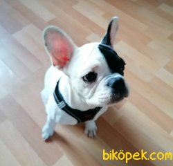 Dünyalar Güzeli Tek Maskeli French Bulldog 3