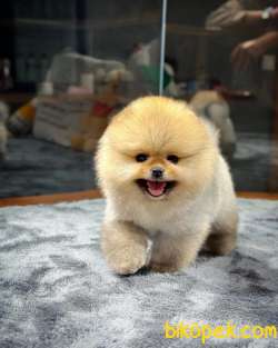 Dünyalar Tatlısı Pomeranian Boo Yavrular