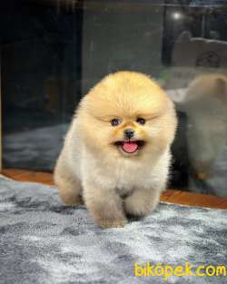 Dünyalar Tatlısı Pomeranian Boo Yavrular 3