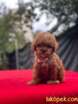 Dünyalar Tatlısı Toy Poodle Yavrumuz 3