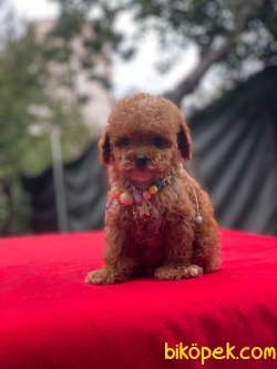 Dünyalar Tatlısı Toy Poodle Yavrumuz 4