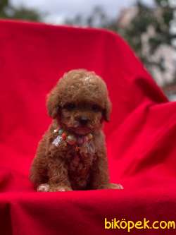 Dünyalar Tatlısı Toy Poodle Yavrumuz 2