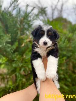 DUNYANIN EN AKILLI IRKI BORDER COLLIE 2