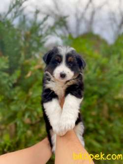 DUNYANIN EN AKILLI IRKI BORDER COLLIE 3