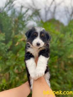 DUNYANIN EN AKILLI IRKI BORDER COLLIE 1