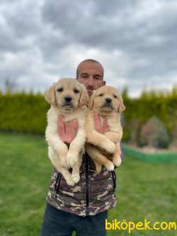Dünyanın En Elit Golden Retriever Yavrularım Sizleri Bekliyor 2