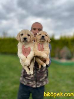 Dünyanın En Elit Golden Retriever Yavrularım Sizleri Bekliyor 1