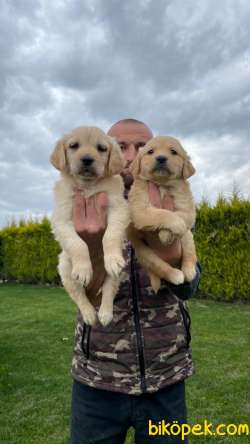 Dünyanın En Elit Golden Retriever Yavrularım Sizleri Bekliyor 3