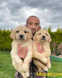 Dünyanın En Elit Golden Retriever Yavrularım Sizleri Bekliyor 4