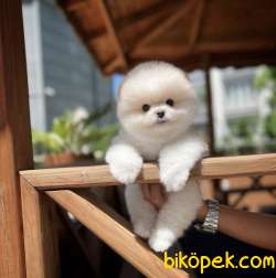 Dünyanın En Sempatik Irkı Olan Mini Boy Pomeranian Yavruları 1