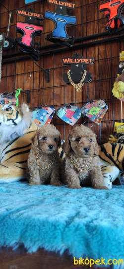 DÜNYANIN EN ZEKİ 2.IRKI TOY POODLE A SECERE BEBEKLER 5