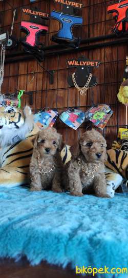 DÜNYANIN EN ZEKİ 2.IRKI TOY POODLE A SECERE BEBEKLER 2