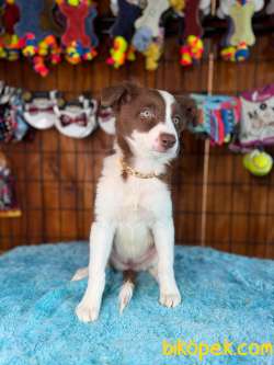 DUNYANİN EN ZEKİ IRKI BORDER COLLIE 3