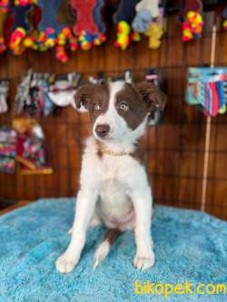 DUNYANİN EN ZEKİ IRKI BORDER COLLIE 1