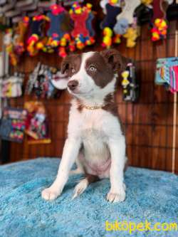 DUNYANİN EN ZEKİ IRKI BORDER COLLIE 2