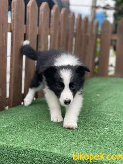 Dünyanin En Zeki Irki Border Collie Disi Yavrumuz 2