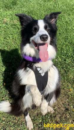 Dünyanın En Zeki Irki Border Collie Yavrularimiz 2