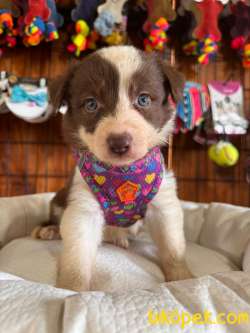 DUNYANİN EN ZEKİ IRKI KIZIL BORDER COLLIE 2