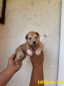 DUNYANİN EN ZEKİ IRKI MERLE BORDER COLLIE 2