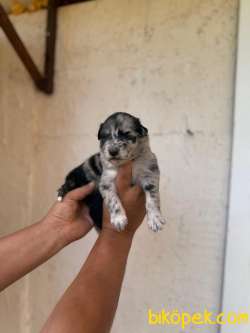 DUNYANİN EN ZEKİ IRKI MERLE BORDER COLLIE