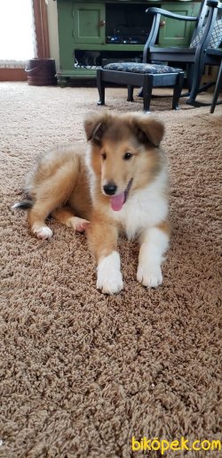 DUNYANIN EN ZEKI IRKLARINDAN COLLIE YAVRULAR 1
