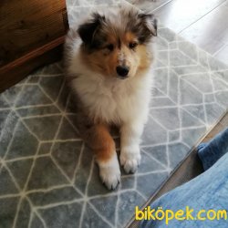 DUNYANIN EN ZEKI IRKLARINDAN COLLIE YAVRULAR 3