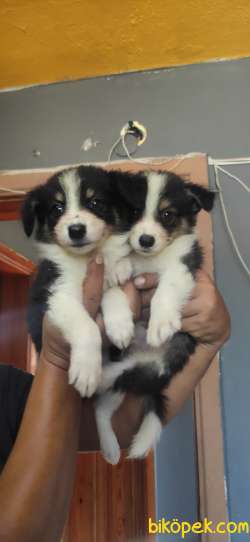 DÜNYANIN EN ZEKİ KÖPEĞİ BORDER COLLİE 4