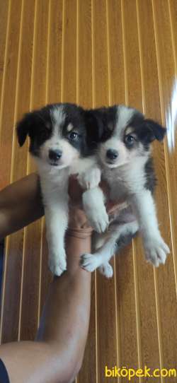 DÜNYANIN EN ZEKİ KÖPEĞİ BORDER COLLİE 5