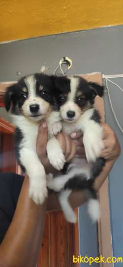 DÜNYANIN EN ZEKİ KÖPEĞİ BORDER COLLİE 3