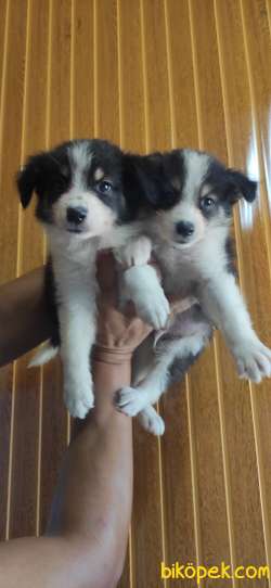 DÜNYANIN EN ZEKİ KÖPEĞİ BORDER COLLİE 2