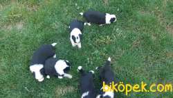 Dünyanın En Zeki Köpek Irkı Olan Border Collie Yavruları 3