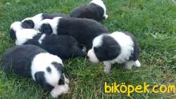 Dünyanın En Zeki Köpek Irkı Olan Border Collie Yavruları 2
