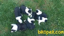 Dünyanın En Zeki Köpek Irkı Olan Border Collie Yavruları 1