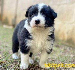 DÜNYANIN EN ZEKİSİ BORDER COLLIE YAVRULARIMIZ SİZLERLE 2