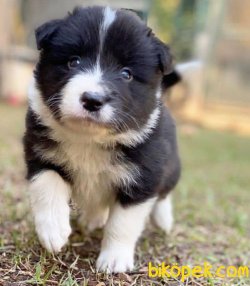 DÜNYANIN EN ZEKİSİ BORDER COLLIE YAVRULARIMIZ SİZLERLE 1