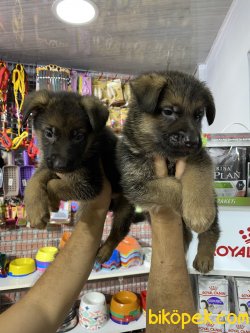 Düşük Bel  Alman  Kurdu Yavruları 4