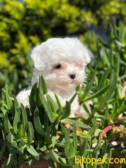 DÜZAYN IRK MÜKEMMEL KALİTE MALTİPOO YAVRUMUZ 3