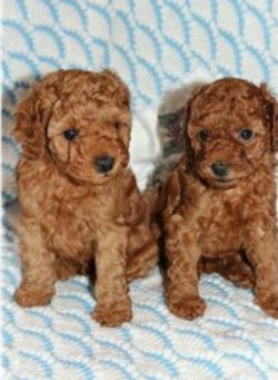 Poodle 2