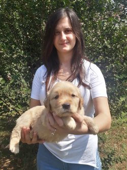 Zeka Küpü Golden Retriever Yavruları 2