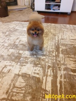 Belgeli Aşılı Orjinal Ayı Surat Boo Pomeranian 2