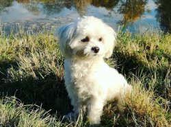 Maltese Terrier Bebekler 1