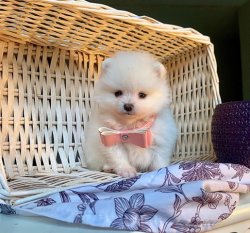 Orji̇nal Pomerani̇an Boo Yavrularımız 2