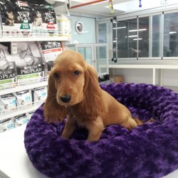 Cocker Spani̇el 3 Aylık Di̇şi̇ Yavrumuz 1
