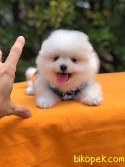 Orjinal Irk Ve Sağlık Garantili Teddy Pomeranian Boo Yavrularımız 2