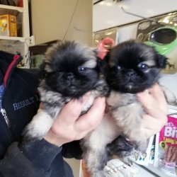 65 Gunluk Pekines Yavrularimiz 2