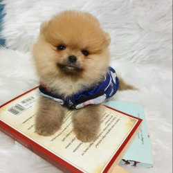 Mükemmel Kalite Pomeranian Boo Yavrularımız 2