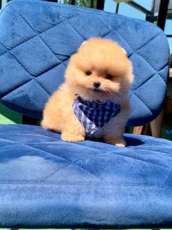 Satılık Pomerani̇an Boo Yavrularımız 3