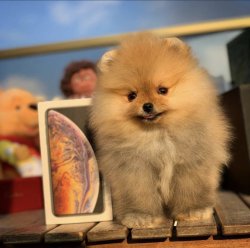 Yeni Yılın İlk Yavrularından PomeranianBoo Oğlumuz 1